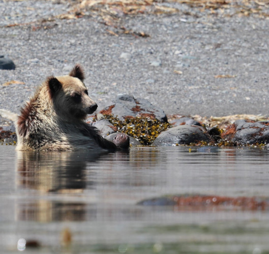 Shiretoko Brown Bear Cruise