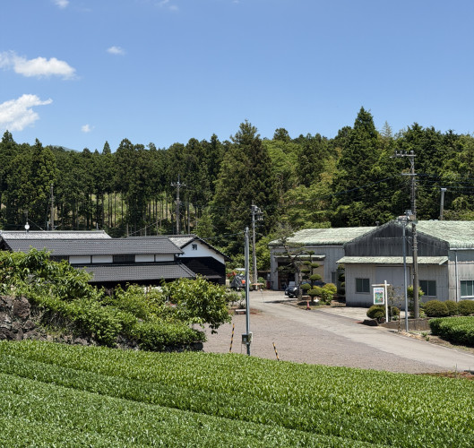 Green Tea Farm Visit 