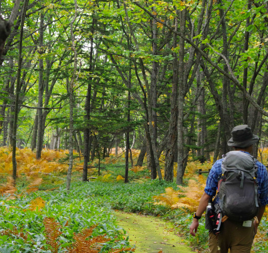 Tsutsujigahara Nature trail