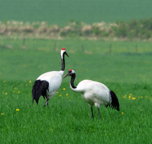 Hokkaido Cranes watching in Tsurui
