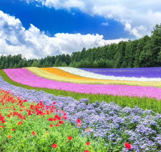 Farm Tomita