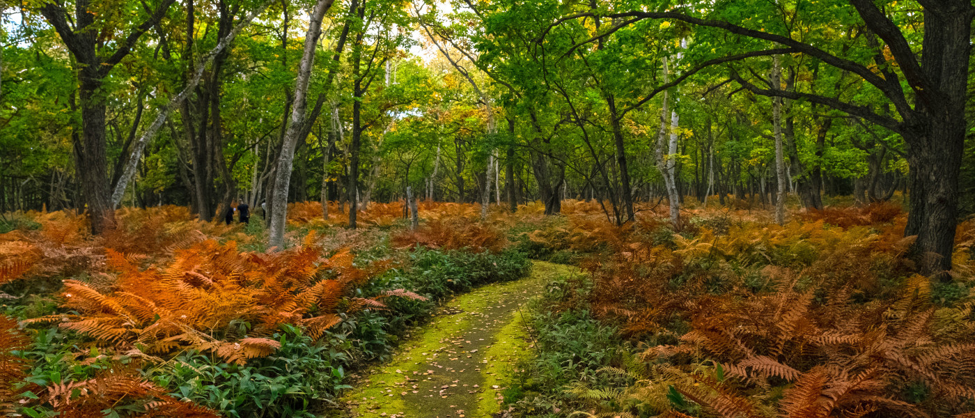 Hokkaido Autumn Small Group Tour | October 2026 | Max 7 People tour image